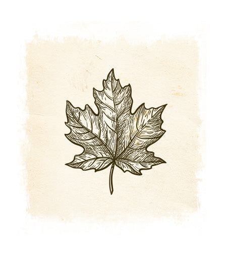 Canadian Maple Leaf from a Maple Tree